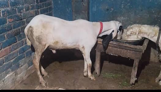 khera chatra for sale