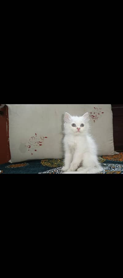 Persiaon punch Cat babies for sale whatsApp number 0305.4364606