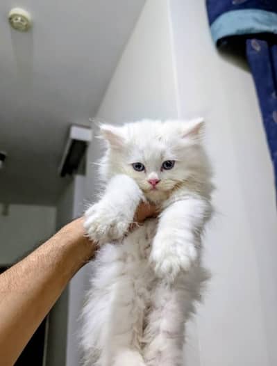 Triple Coated Kitten"TOFU" with Grey Eyes 50 Days Old