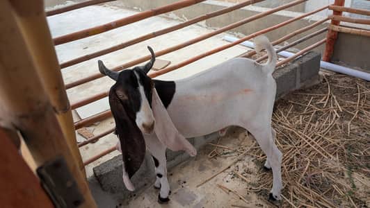 bakra