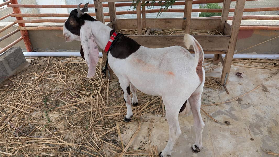 bakra 1