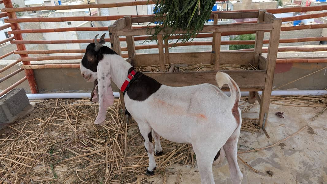 bakra 2