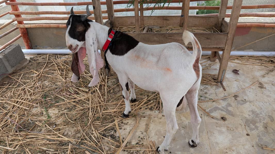 bakra 3