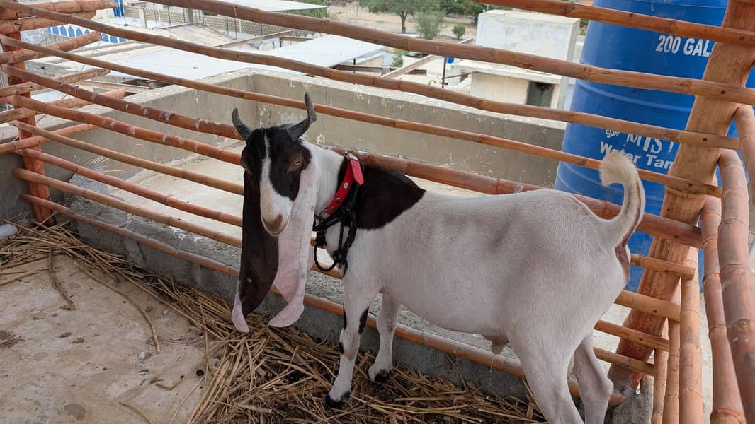 bakra 4