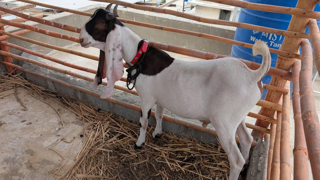 bakra 5