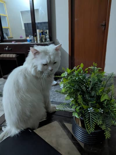 "Persian Cat for Sale - Healthy, Pedigree, and Vaccinated