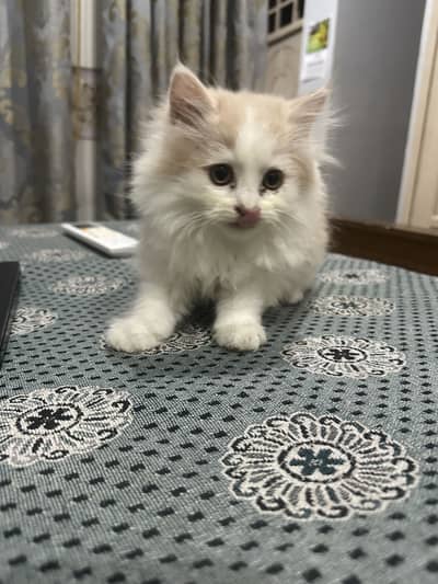 Persian kitten beautiful double coat cat 6 months old