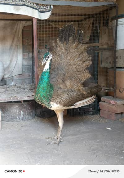 Beautiful Indian Blue Shoulder Peacock  Male For Sale 0305.4364606