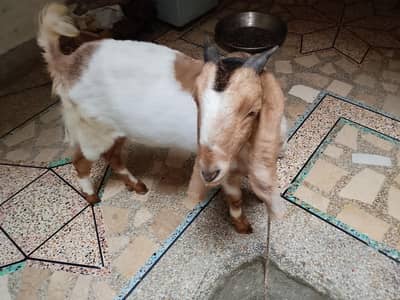 goats for sale