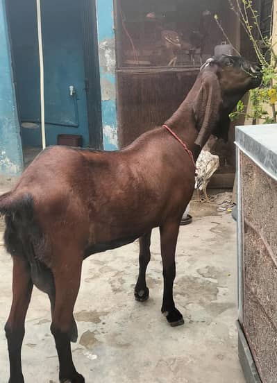 nagra bakri