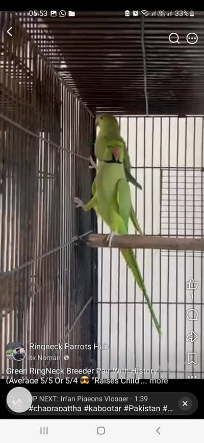 GREEN RINGNECK 100% BREEDER PAIR