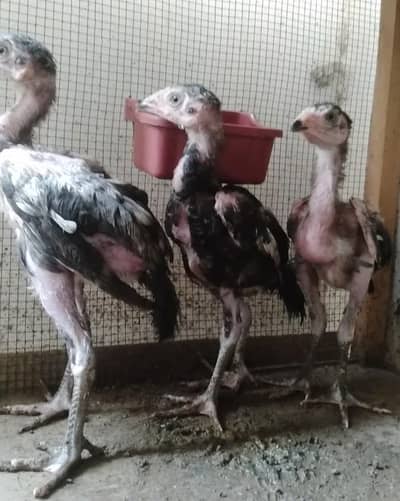 lasani high quality piar chicks