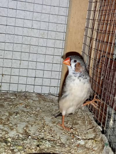 Exhibition Finch Male/Female Breeder read Add price kaam ho jaya gi