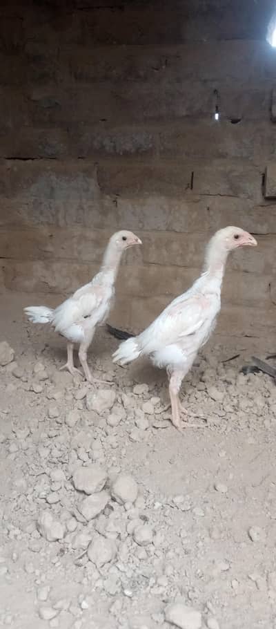 white oshamo 03245767138