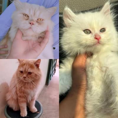 Persian male female cat