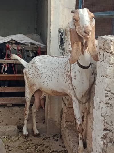 Makhi Cheeni