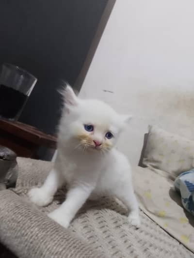 baby cat for sale