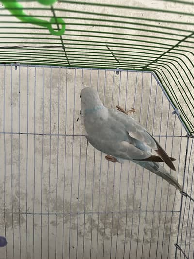Male ringneck