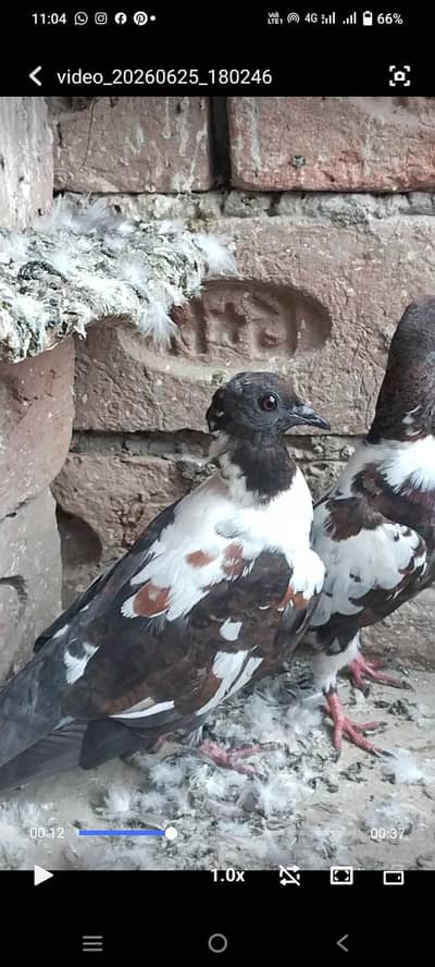 2 baredar pair 2 pathu k pair f s multan o31371o1886