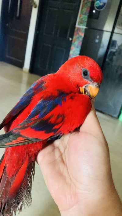 Swainson chick yellow bib red moluccan lorry