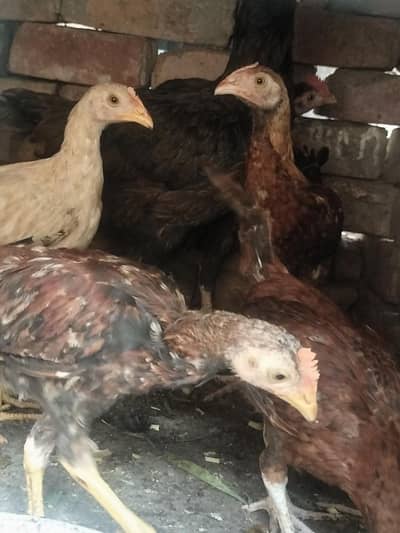 Top Quality Aseel Murghi With 10 Active Chicks