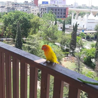 Lost bird