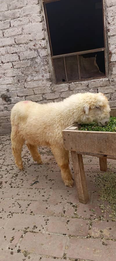 3.5 Month Old Healthy White Chatra for Sale –Active Quality