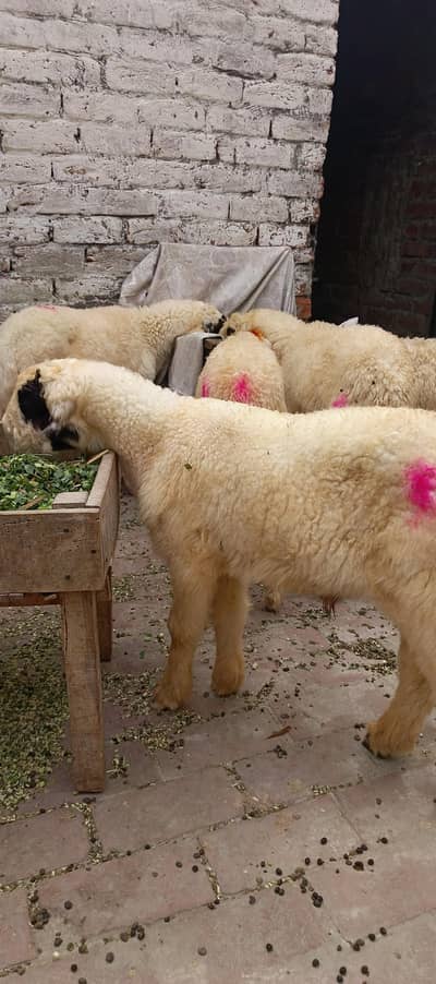 3.5 Month Old Healthy White Chatra for Sale –Active Quality