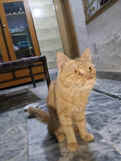 Brown persian