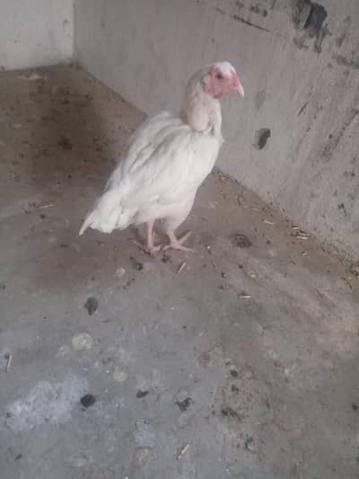 heera aseel hen