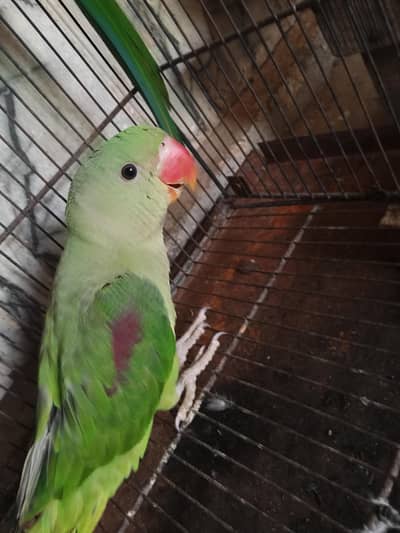 Raw female parrot for sale