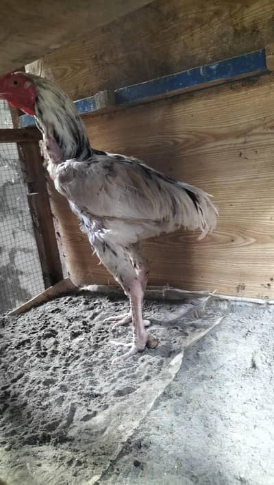 aseel cheena for sale 03085711660 okara
