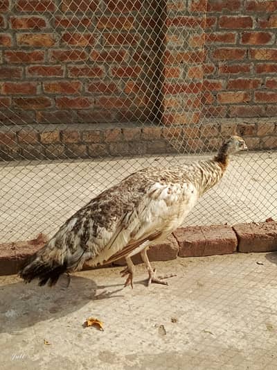 Black Shoulder Female Peacock (Egg Laying) For Sale