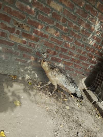Black Shoulder Female Peacock (Egg Laying) For Sale