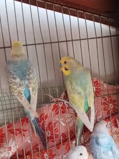 rainbow budgie for sale aw