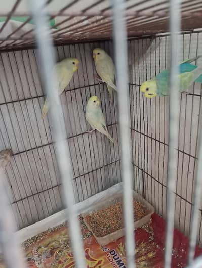 rainbow bridge 2 pair available ready to fst bread 