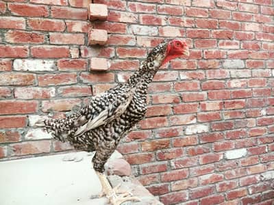 German o shamo females for sales extreme heighted and quality hens
