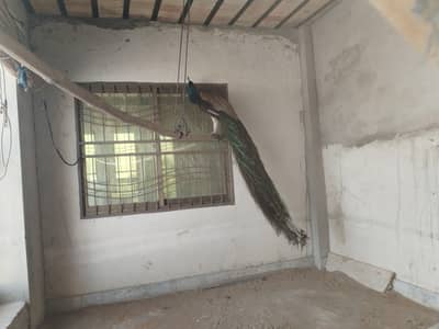 peacock for sale