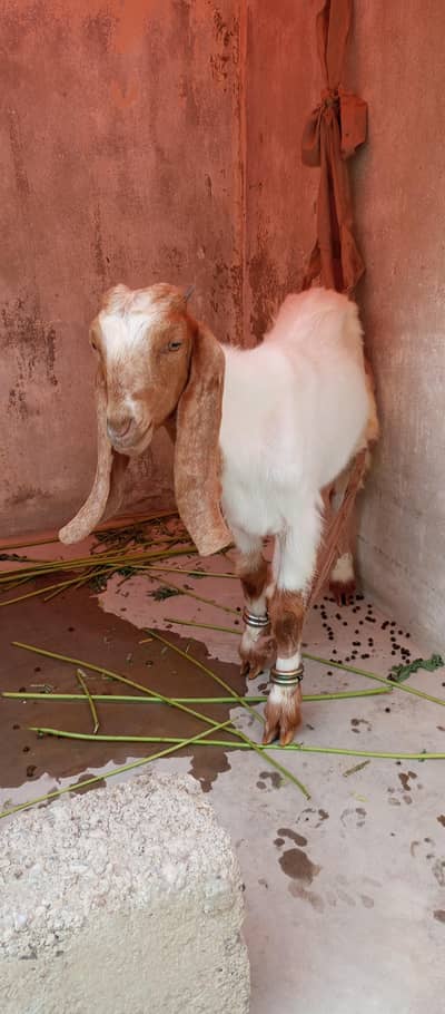 Bakra 3 Months