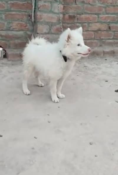 dog for sale delivery all Pakistan03490437713 main WhatsApp number
