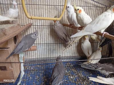 cokteil birds for sell