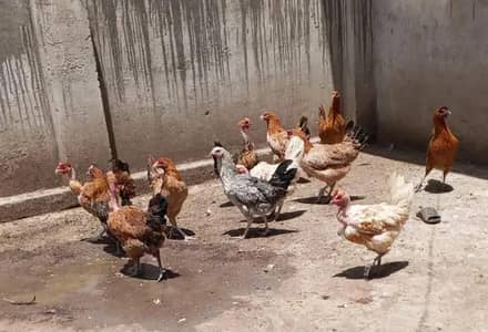 golden misri hens