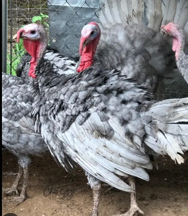 Lavender blue slate & broadbrested Holland white turkey bird chicks