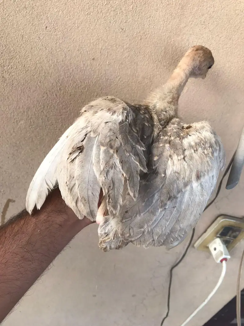 Lavender blue slate & broadbrested Holland white turkey bird chicks — photo 4