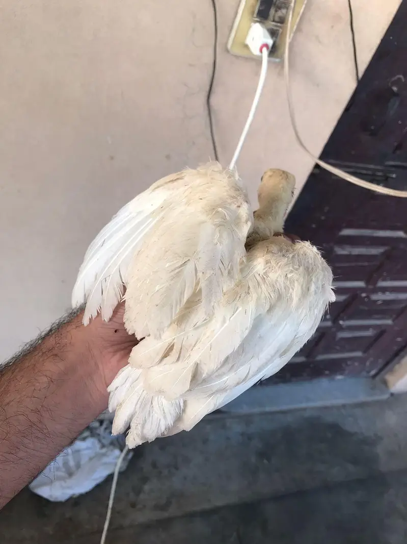 Lavender blue slate & broadbrested Holland white turkey bird chicks — photo 5