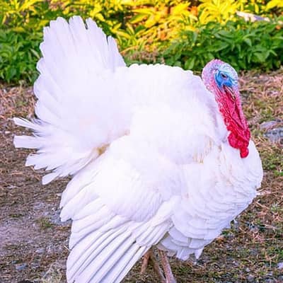 Holland white & pied  turkey bird chicks pair