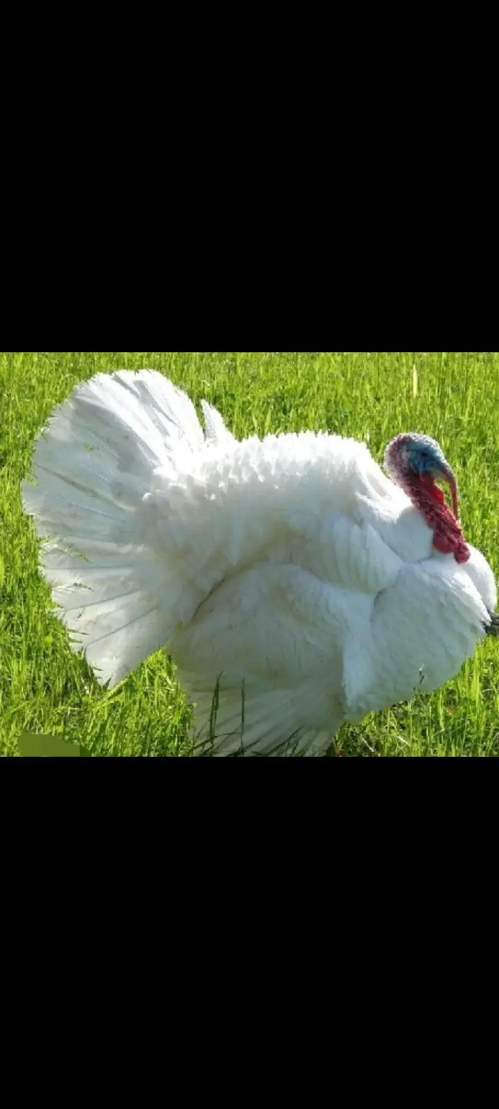 Lavender blue slate & broadbrested Holland white turkey bird chicks — photo 9