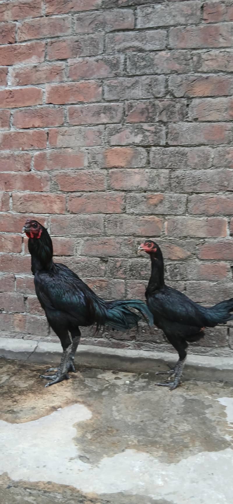 Dragon Pair 2