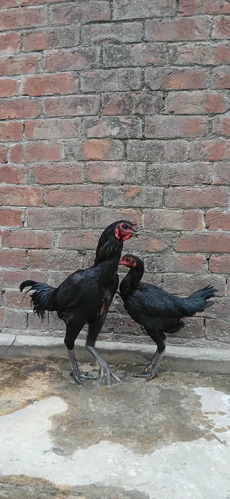 Dragon Pair 3