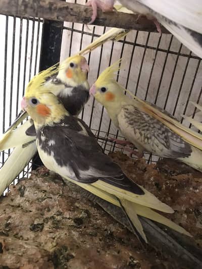 cockatiel v pied , pearl pied and eno pied cocktail  patha